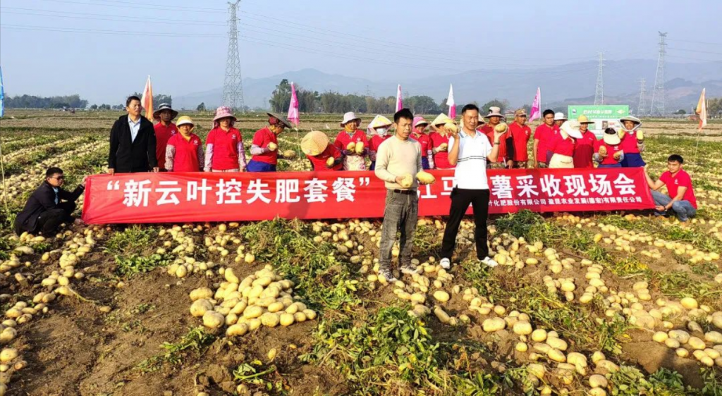 德宏盈江縣馬鈴薯采收現(xiàn)場(chǎng)會(huì)